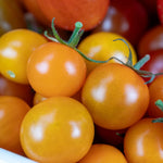 Tomato Sweetest Collection: Sungold, Buffalosun & Shirley 9cm Plants | Set of 3 | Red