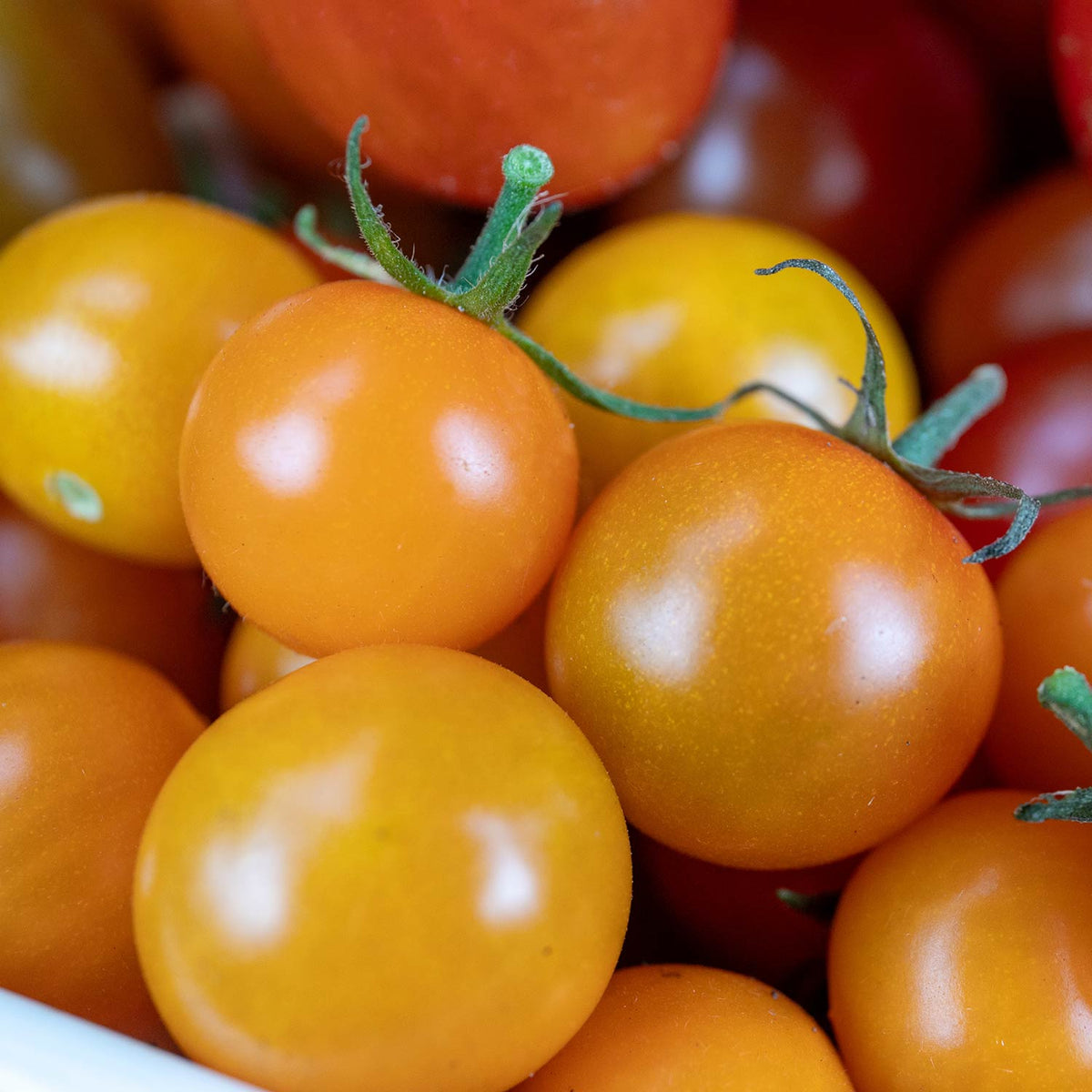 Tomato Sweetest Collection: Sungold, Buffalosun & Shirley 9cm Plants | Set of 3 | Red