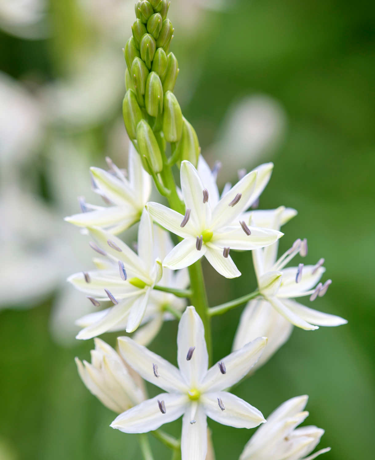 Camassia Alba - A Spring Time Beauty - Bulbs | 5 x Bulbs | Cream