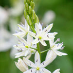 Camassia Alba - A Spring Time Beauty - Bulbs | 10 x Bulbs | Cream