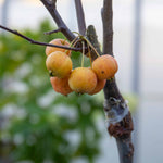 Patio Crab Apple Tree Red Sentinel (dwarf, M9 Rootstock) | 1 x 5L