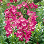 Penstemon 'pensham Amelia Jayne' Deep Pink Perennial For Borders & Containers | 3 x Jumbo Plugs | Deep Pink