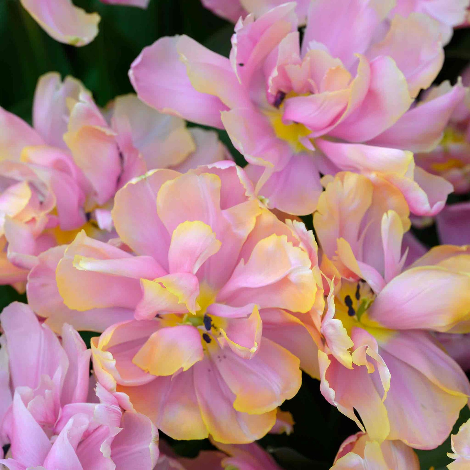 Tulip Pink Star, Peony-flowered | 10 x Bulbs | Pink