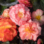 Hayloft Begonia Limitless Collection - 20 Young Plants