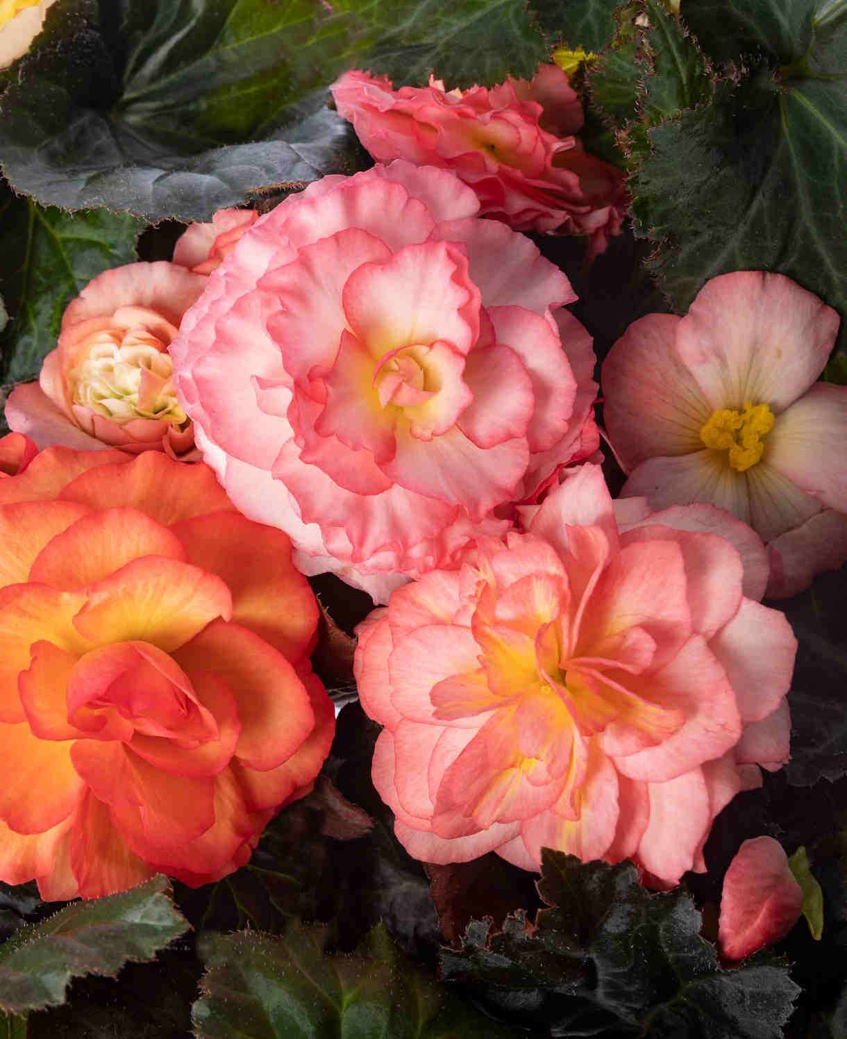 Hayloft Begonia Limitless Collection - 20 Young Plants