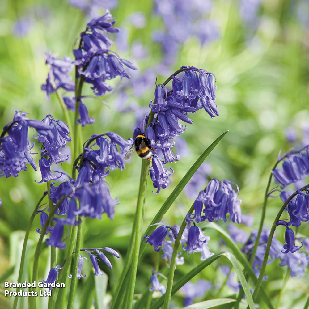 Thompson & Morgan English Bluebells - 32 Bulbs