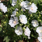 Lavatera 'marshmallow White Ice' | 1 x 9cm | White