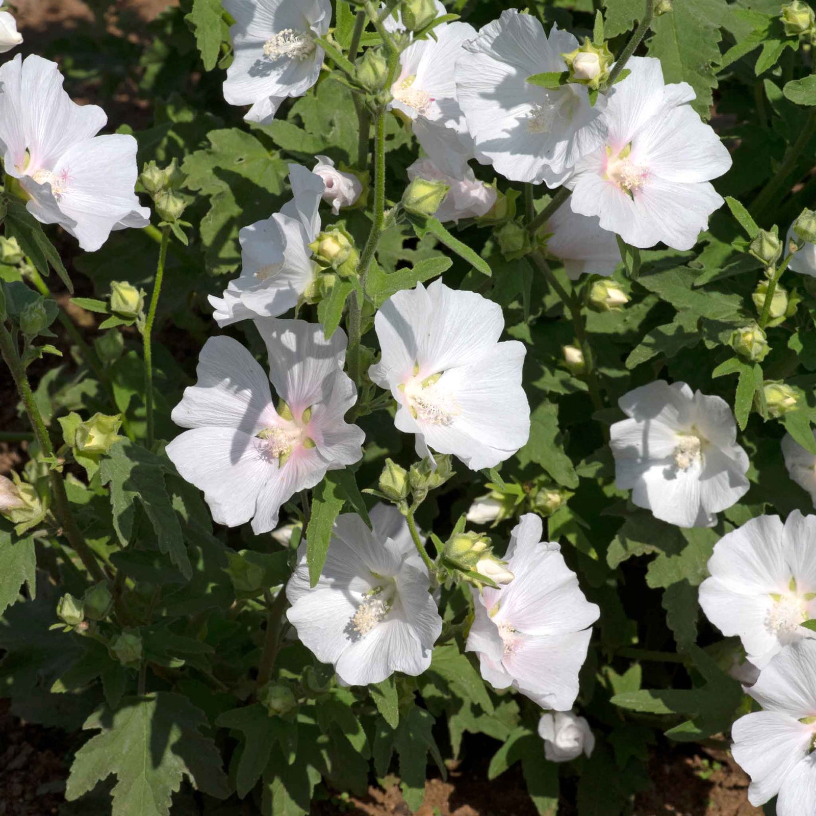 Lavatera 'marshmallow White Ice' | 1 x 9cm | White