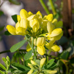 Coronilla 'glauca Citrina' - Evergreen Shrub With Scented Pale Lemon Flowers | 1 x 9cm