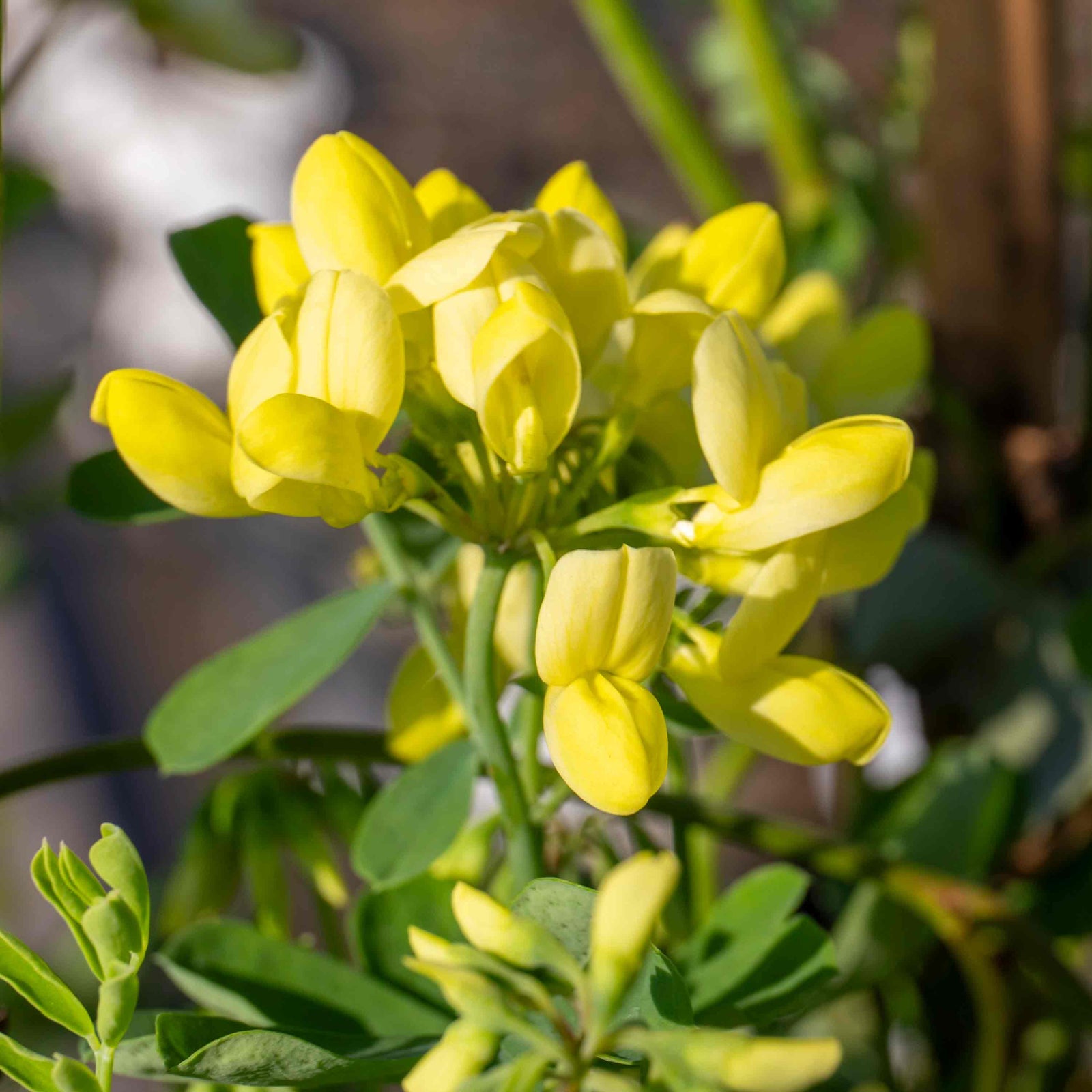 Coronilla 'glauca Citrina' - Evergreen Shrub With Scented Pale Lemon Flowers | 1 x 9cm