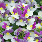 Nemesia 'melody Aria' Compact Pastel Bedding Plug Plants | Set of 12 | Multi Colour