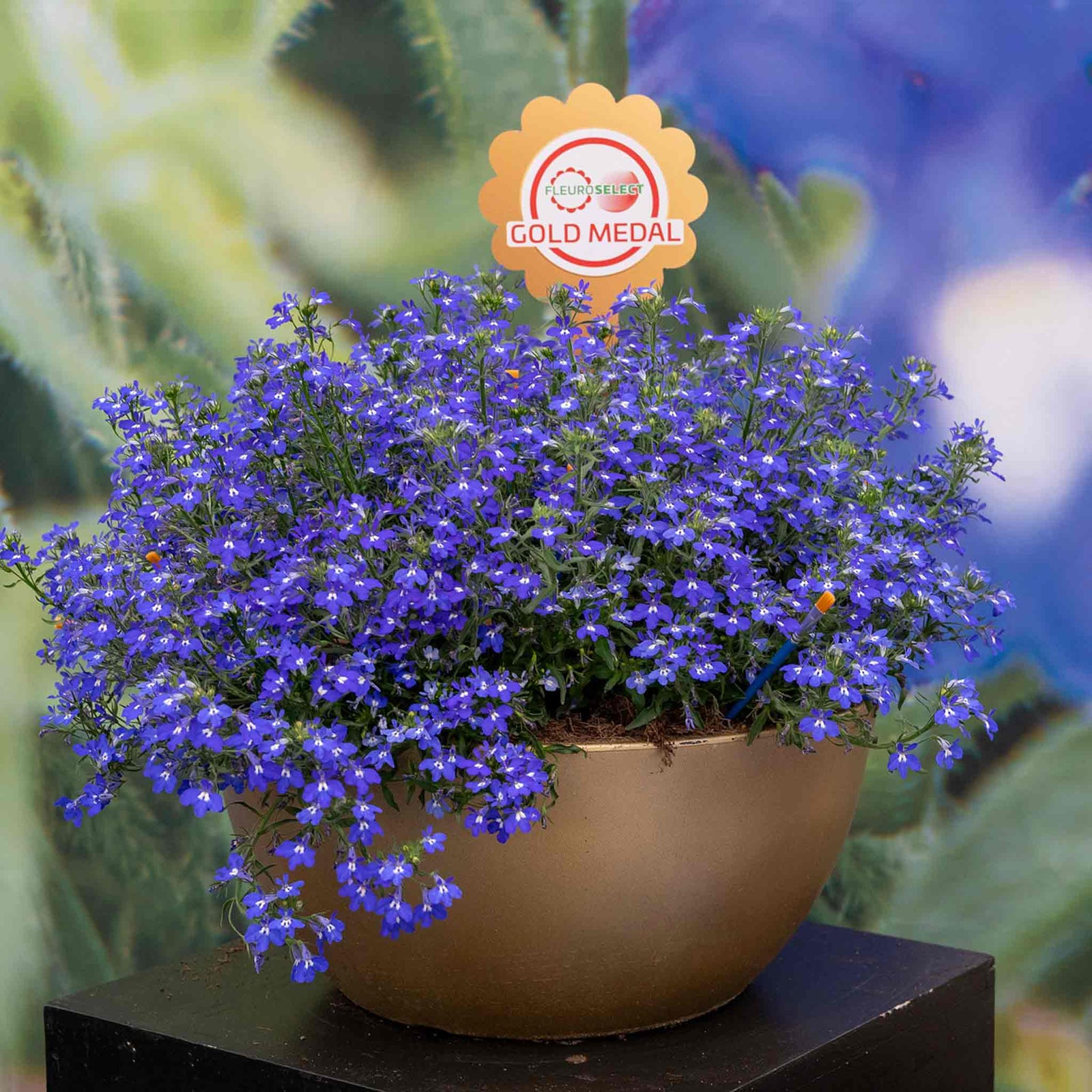 Lobelia Masterpiece Blue Seeds | 50 Seeds
