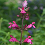 Salvia Involucrata 'mulberry Jam' - 9cm Pot | 1 x 9cm | Pink