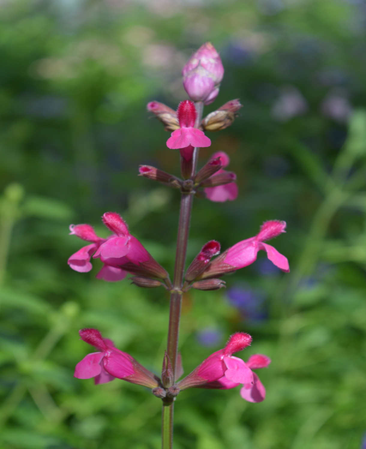 Salvia Involucrata 'mulberry Jam' - 9cm Pot | 1 x 9cm | Pink