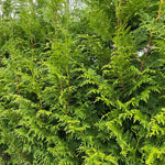 10x Thuja Plicata Gelderland Western Red Cedar Trees 3-4ft Supplied In 2 Litre Pots