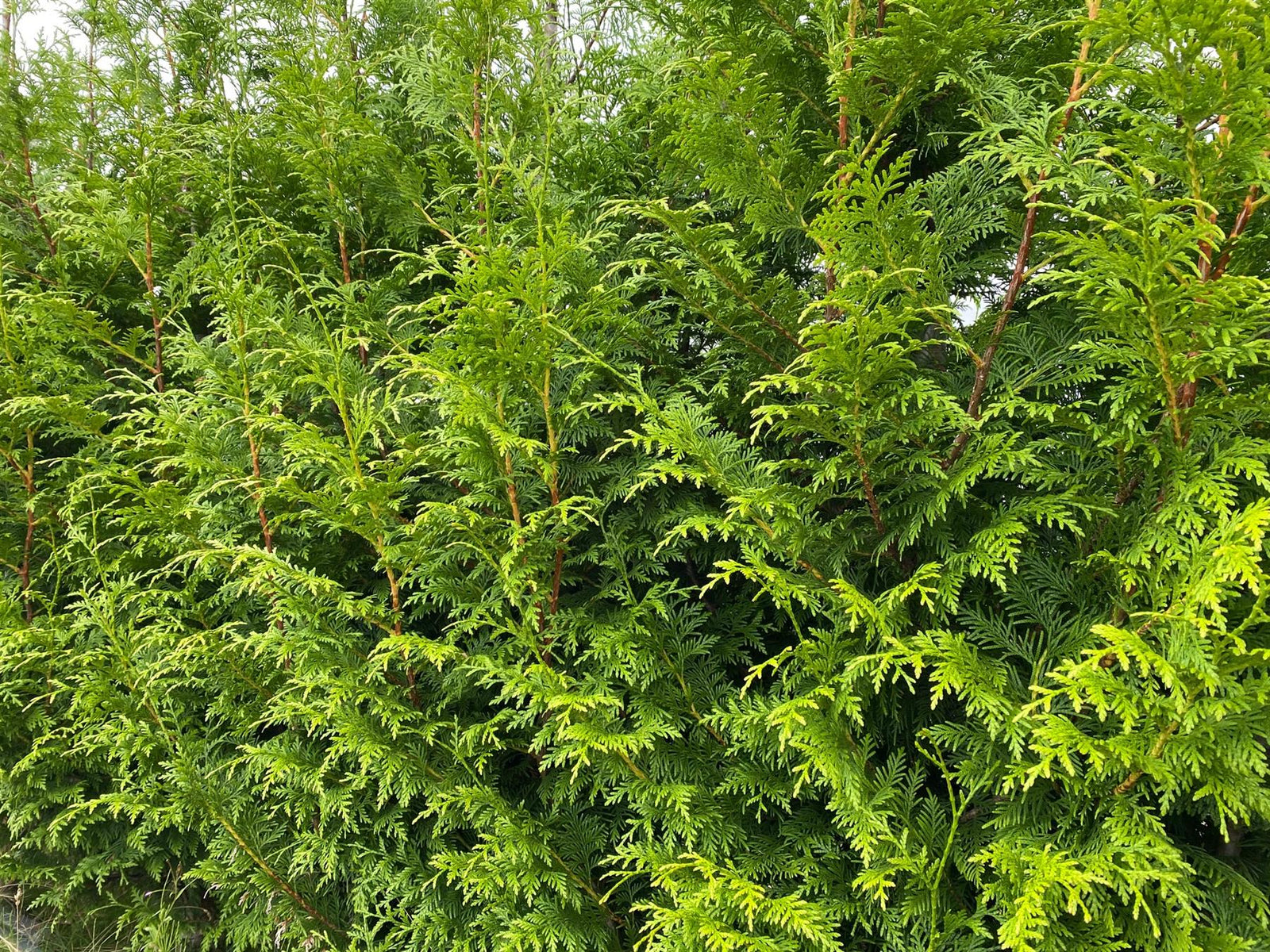 10x Thuja Plicata Gelderland Western Red Cedar Trees 3-4ft Supplied In 2 Litre Pots