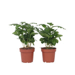 Coffee Plant - 2 Pcs. - Coffea Arabica - Height 25-40cm - ⌀12cm | Set of 2 | Green