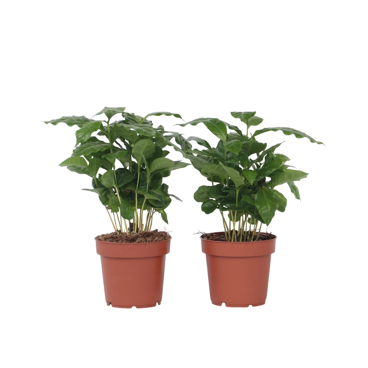 Coffee Plant - 2 Pcs. - Coffea Arabica - Height 25-40cm - ⌀12cm | Set of 2 | Green