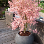 Japanese Maple - Acer Palmatum 'Taylor' - Height 50-60cm - ⌀19cm | Set of 1 | Pink