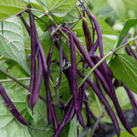 French Bean Carminat, Climbing Stringless Purple Pods | 50 Seeds | Purple & Green