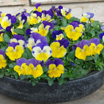 Pansy 'matrix Morpheus' - Garden Ready Plugs | Set of 12