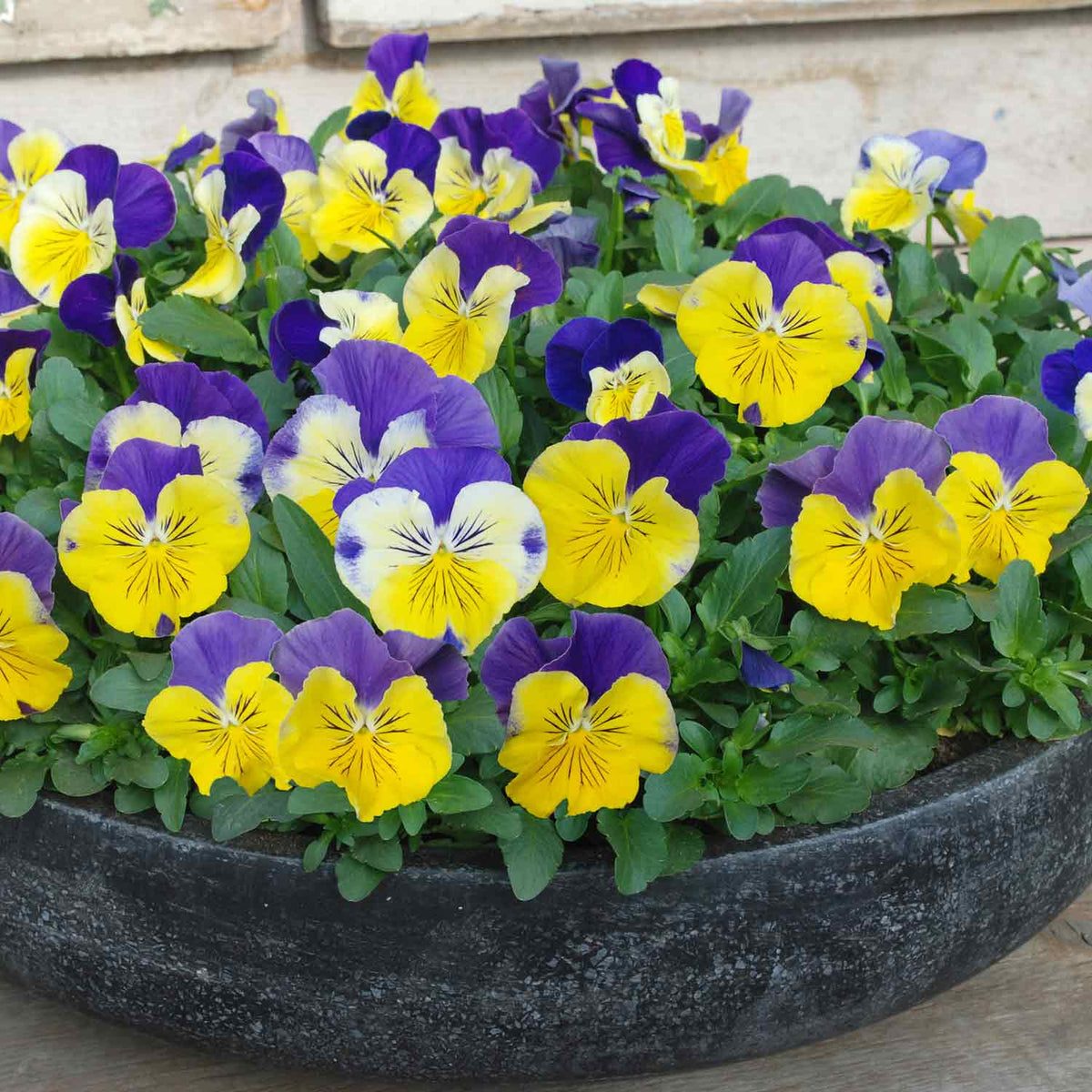 Pansy 'matrix Morpheus' - Garden Ready Plugs | Set of 12