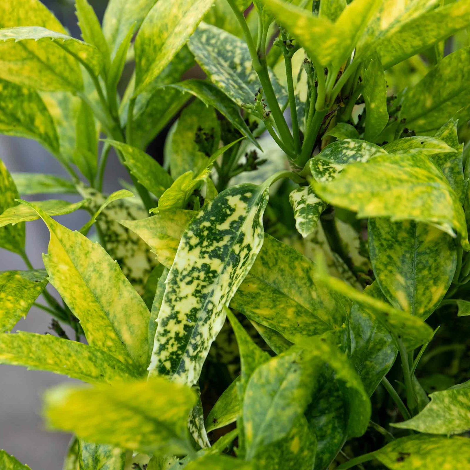 Aucuba Japonica 'golden Girl' Compact Shade-tolerant Evergreen Plant | 3 x 9cm | Lime Green