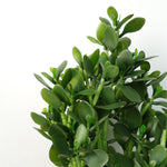 Green Jade Plant 75cm Extra Large Realistic