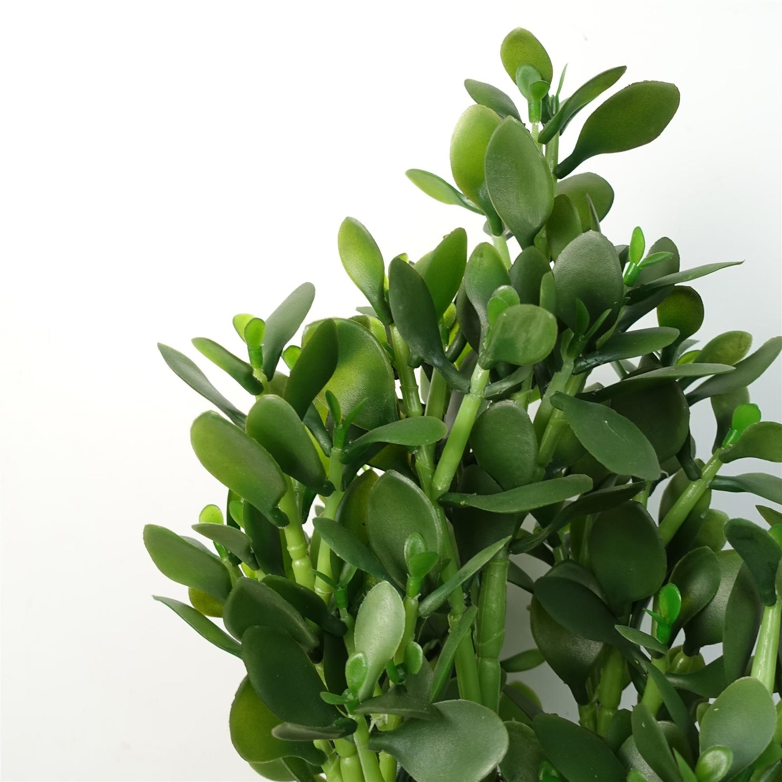 Green Jade Plant 75cm Extra Large Realistic