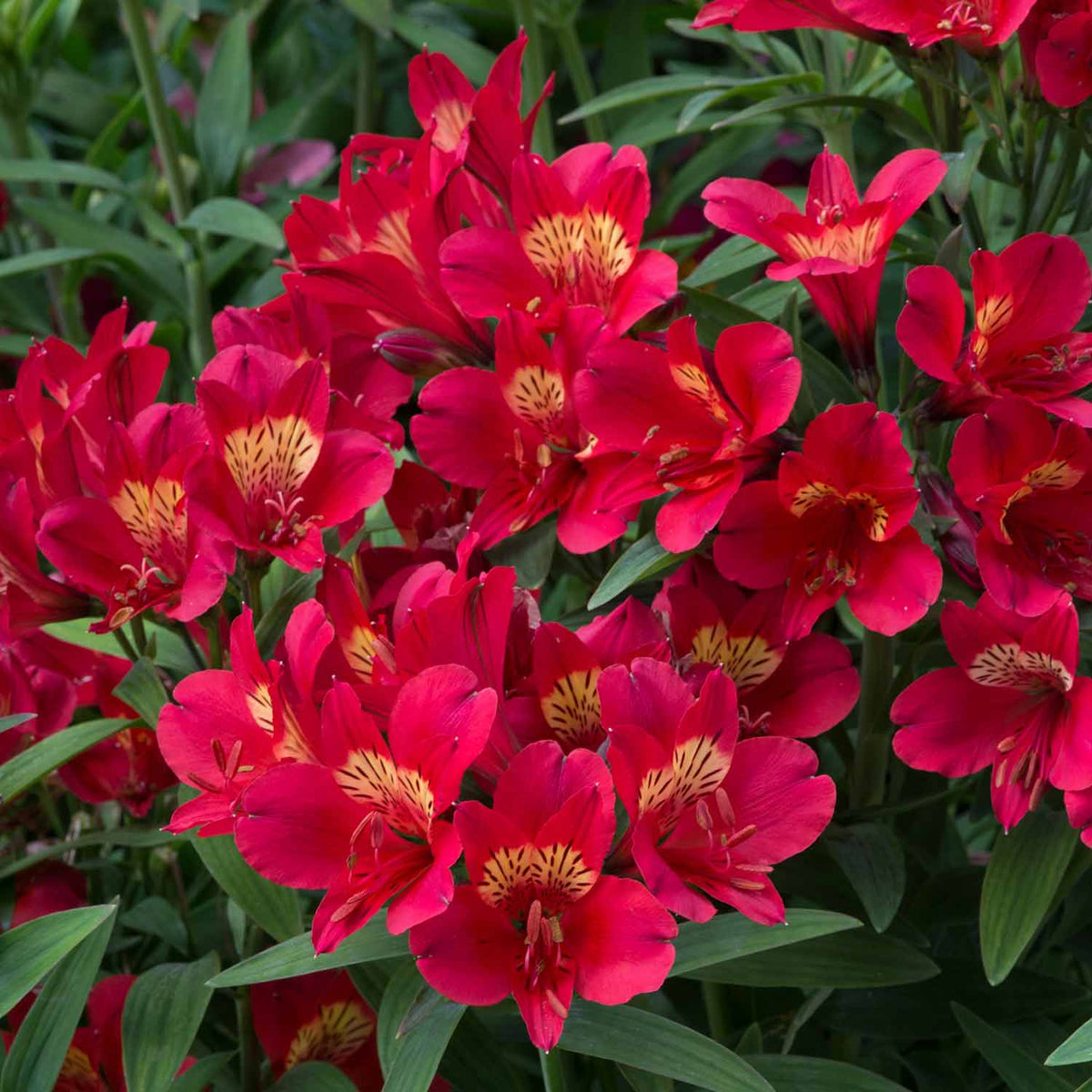 Alstroemeria 'summer Pepper' Compact Hardy Red Perennial Jumbo Plug Plants | Set of 3 | Red