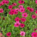 Cosmos 'cherry Chocolate' Compact Fragrant Perennial Plant | 6 x Jumbo Plugs