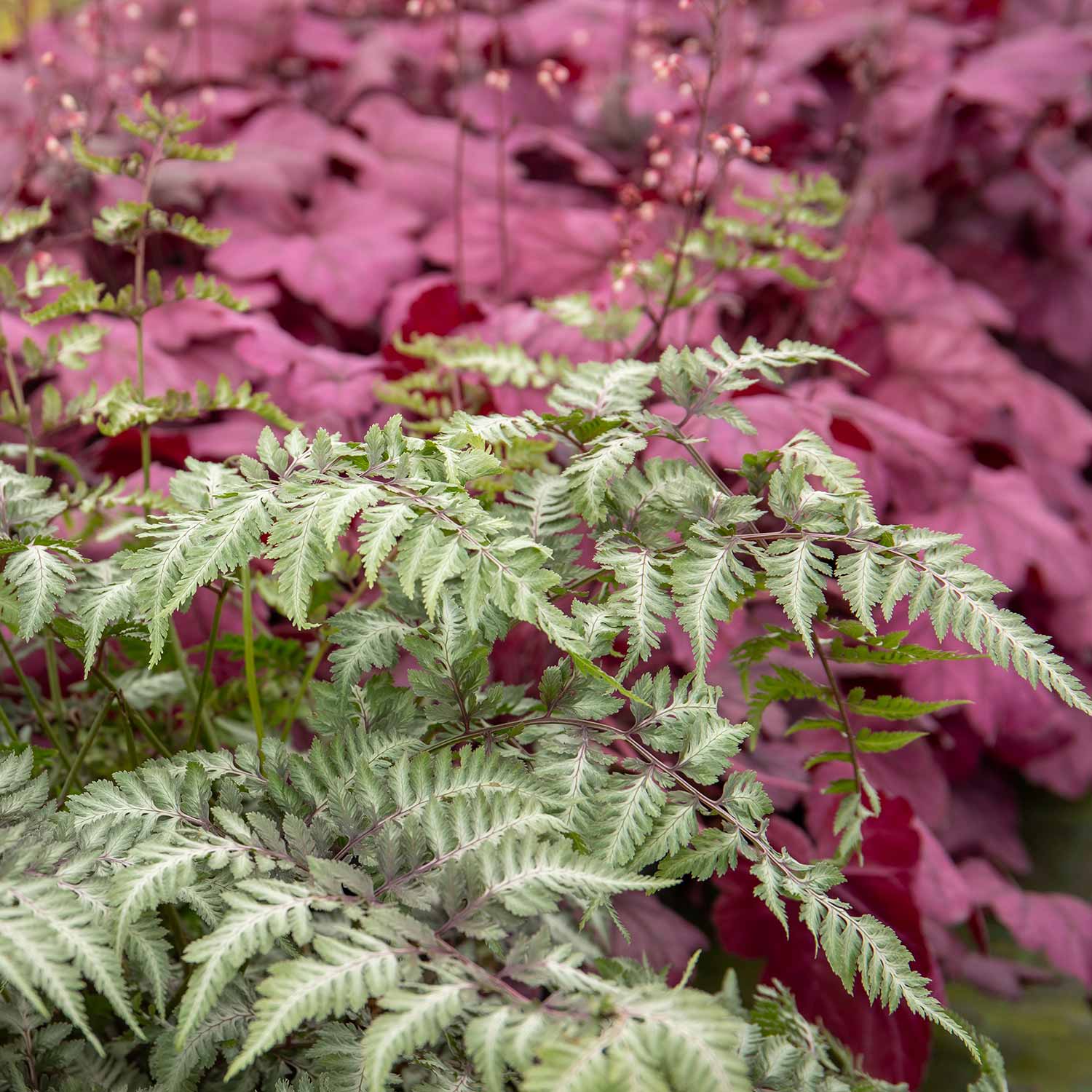 Athyrium Niponicum 'metallicum' Japanese Painted Fern | 3 x 9cm | Multi