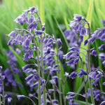 English Bluebells - Bulbs | 16 x Bulbs