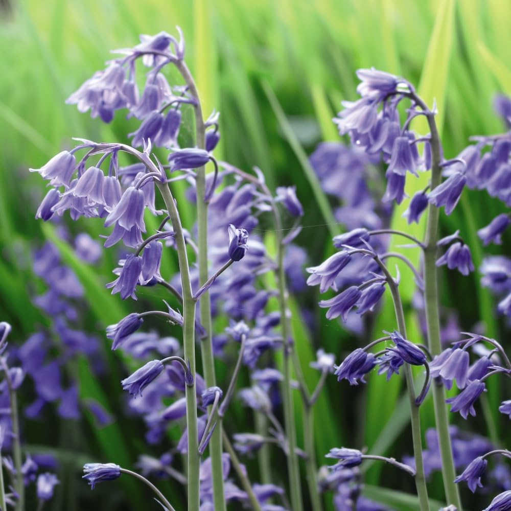 English Bluebells - Bulbs | 8 x Bulbs