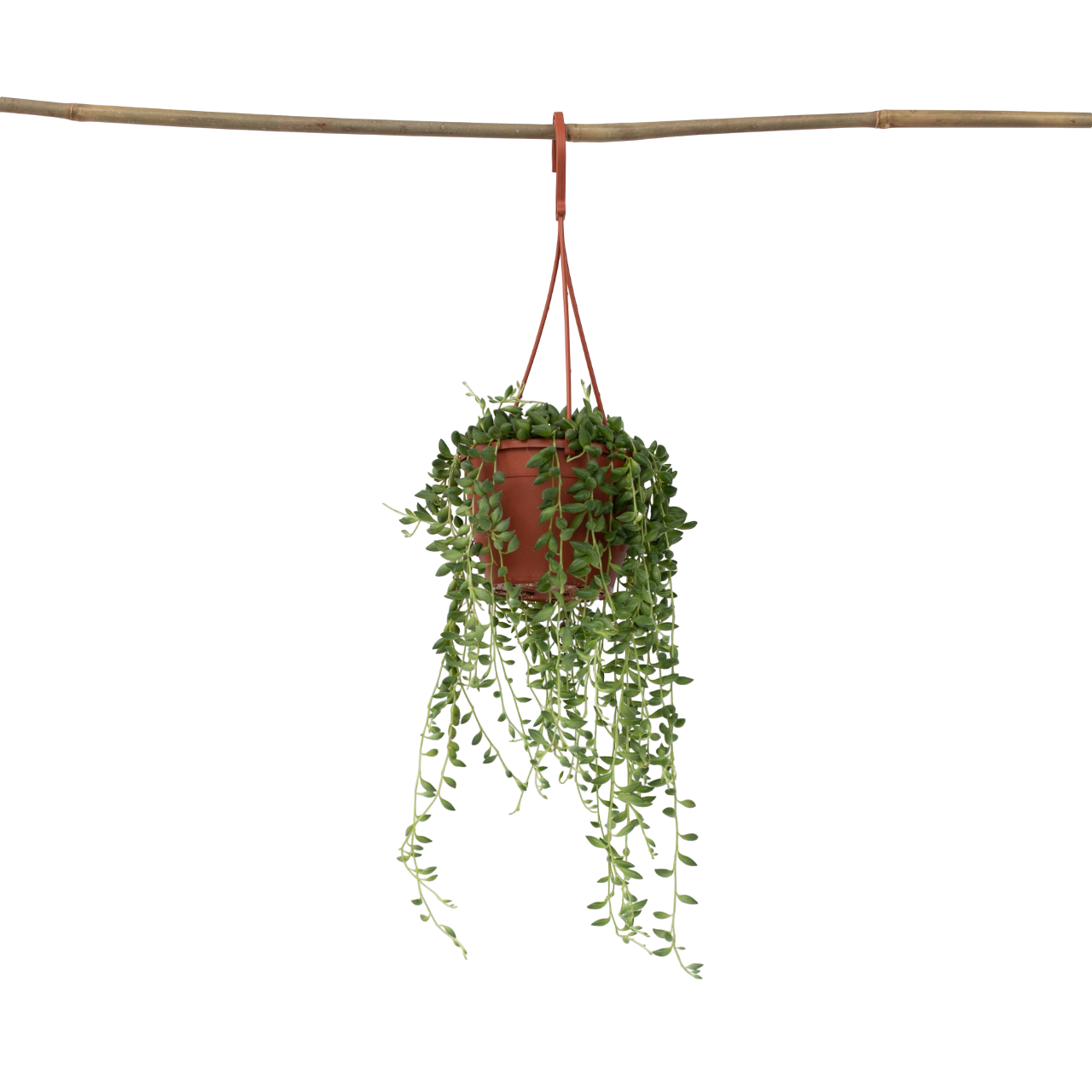 String Of Pearls - Senecio Rowleyanus - Height 10-20cm - ⌀12cm | Set of 1 | Green