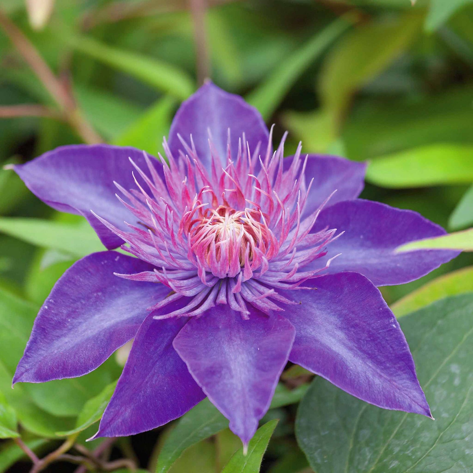 Clematis 'multi Blue' Navy-blue Double-flowered Climber | 3 x 7cm Plants | Blue & Green