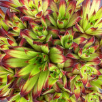 Sempervivum 'atlas' - Hardy Drought-tolerant Succulent | Set of 1 | Multi Colour