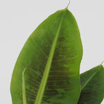 Banana Plant - 4 Pcs. - Musa 'oriental Dwarf' - Height 25-40cm - ⌀12cm | Set of 4 | Green