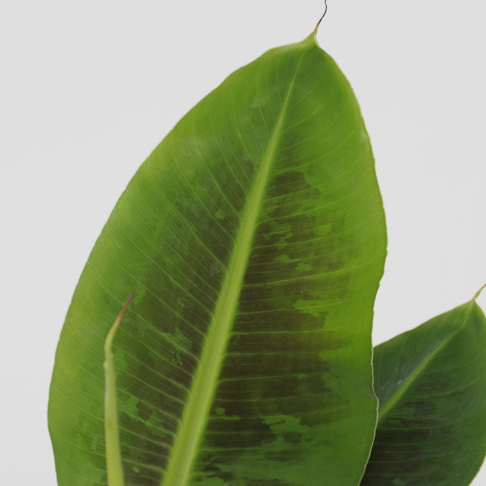 Banana Plant - 4 Pcs. - Musa 'oriental Dwarf' - Height 25-40cm - ⌀12cm | Set of 4 | Green