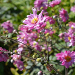Shade Tolerant Border Perennial Collection - 2L garden ready pots. | Set-of-6 | Multi