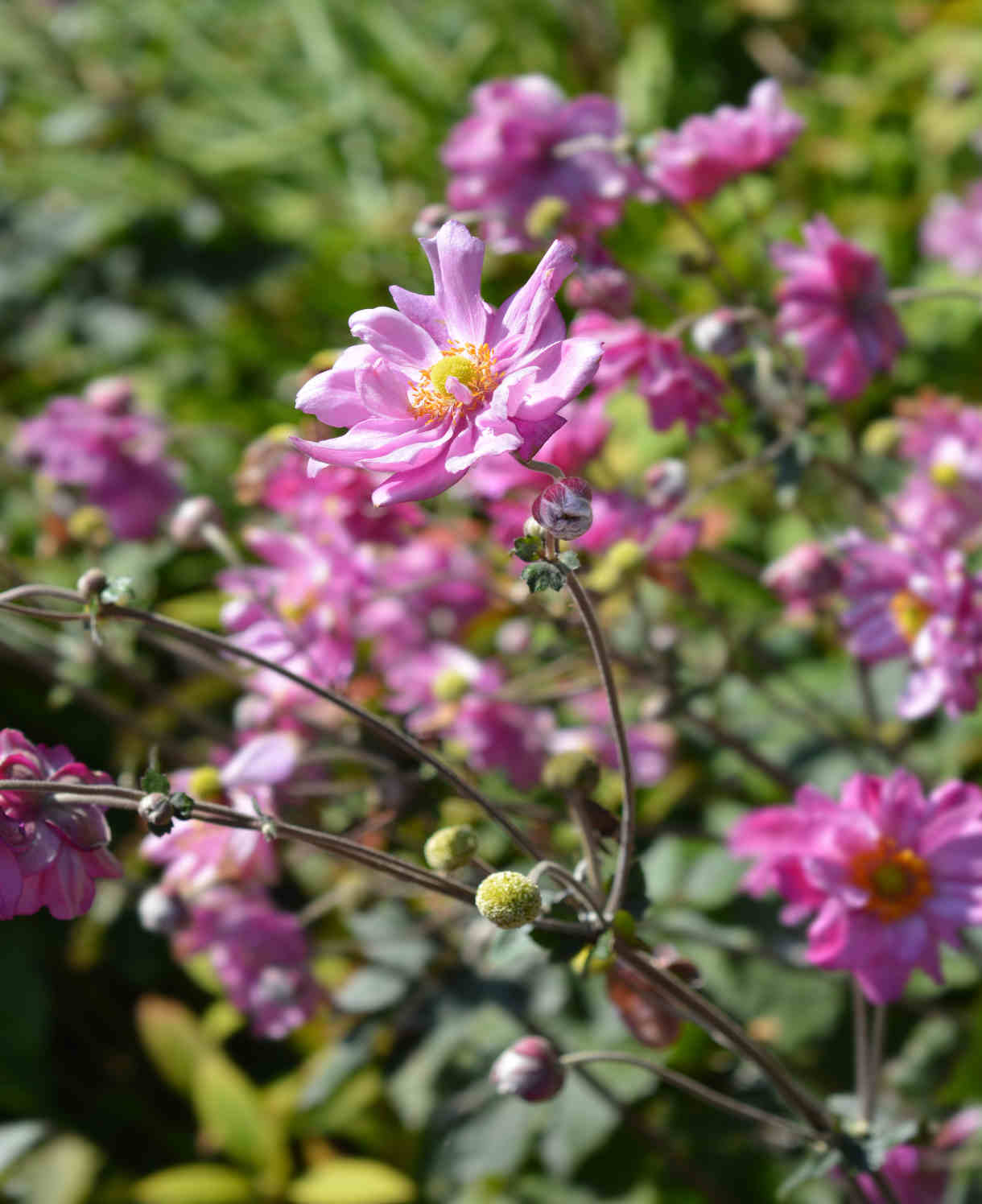 Shade Tolerant Border Perennial Collection - 2L garden ready pots. | Set-of-6 | Multi
