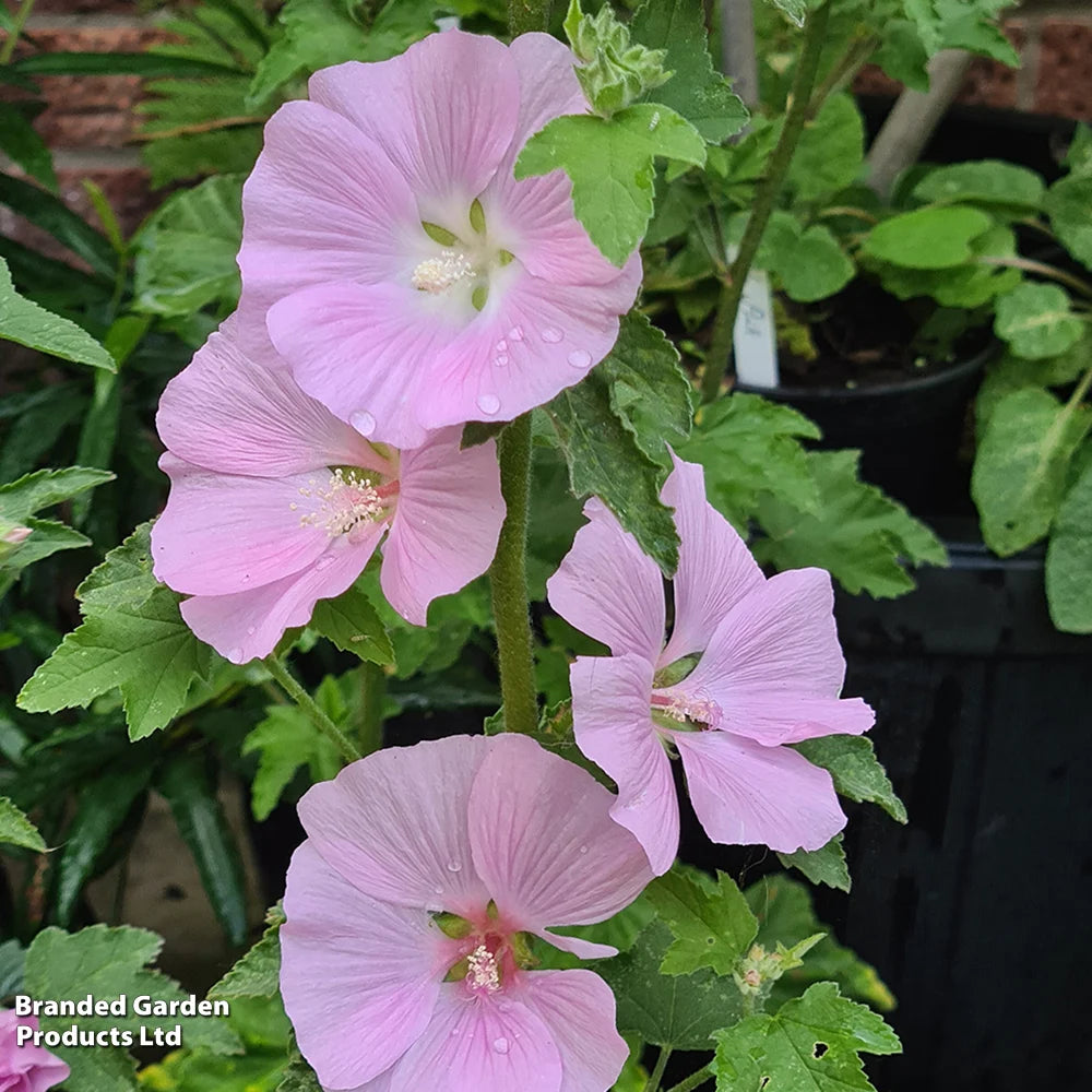 Lavatera Marshmallow Strawberry Cream 9cm Pot | 2 x 9cm