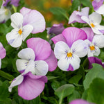 Marshalls Garden Viola 'sorbet Pink Wings' - Garden Ready Plugs