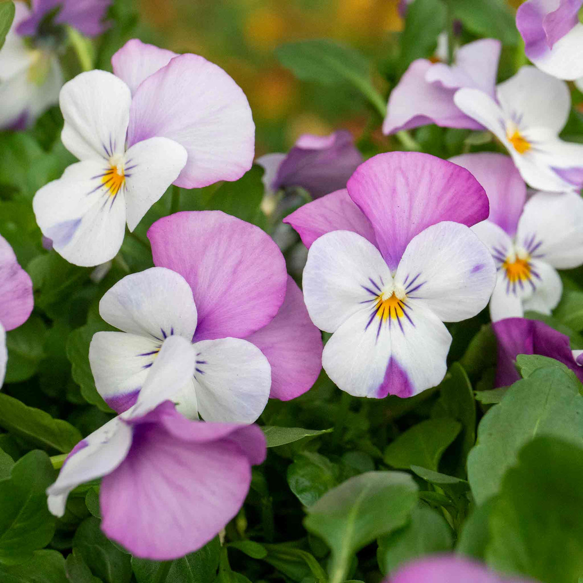 Marshalls Garden Viola 'sorbet Pink Wings' - Garden Ready Plugs