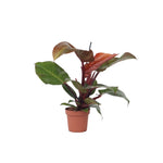 Sweetheart Plant - Philodendron 'sun Light' - Height 20-30cm - ⌀12cm | Set of 1 | Red