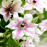 ‘hope And Harmony’ Clematis Collection - 7cm Pots | Set-of-6 | Multi