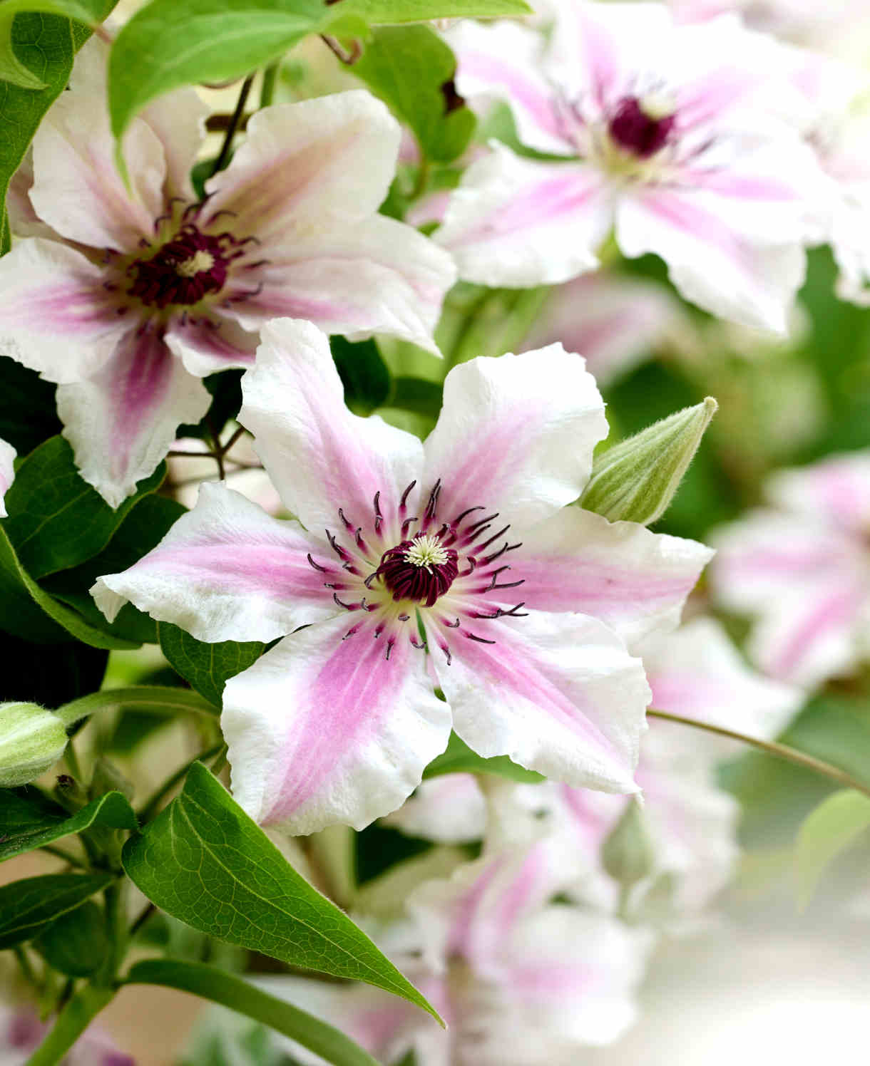 ‘hope And Harmony’ Clematis Collection - 7cm Pots | Set-of-6 | Multi