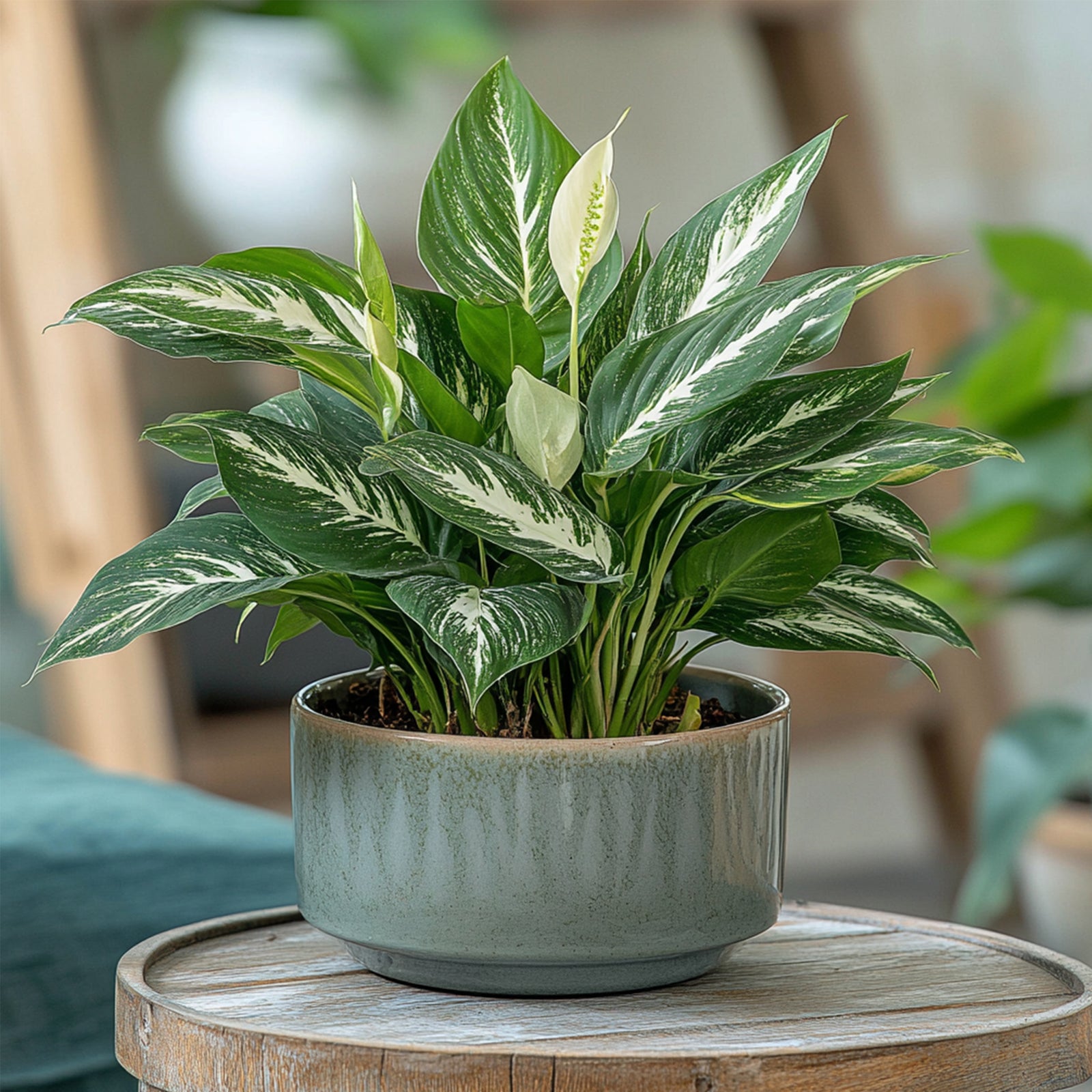 Peace Lilly - 2 Pcs. - Spathiphyllum 'diamond' - Height 40-50cm - ⌀12cm | Set-of-2 | Green