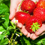 Hayloft Strawberry Plants - 5 X 9cm Pots Elsanta