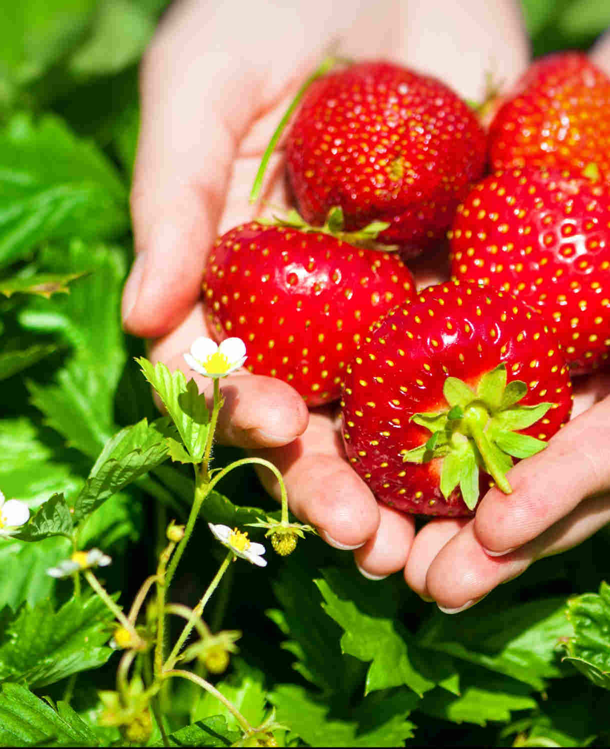 Hayloft Strawberry Plants - 5 X 9cm Pots Elsanta